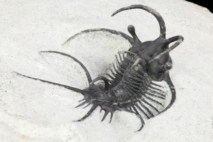 Spiny Ceratarges Trilobite - Zireg, Morocco #96831